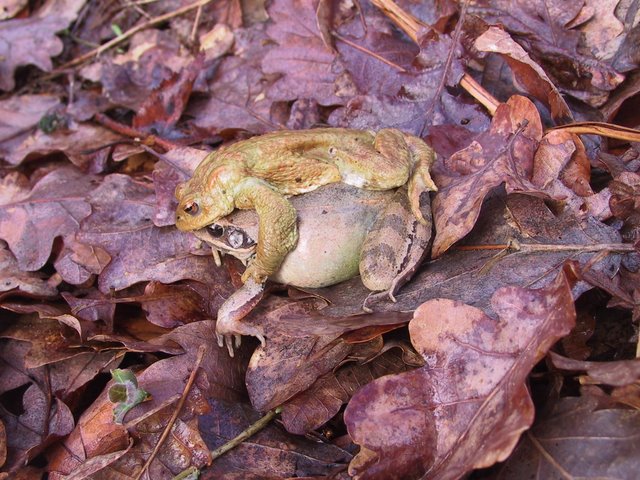 2009 Crapaudrome de Guiperreux 25